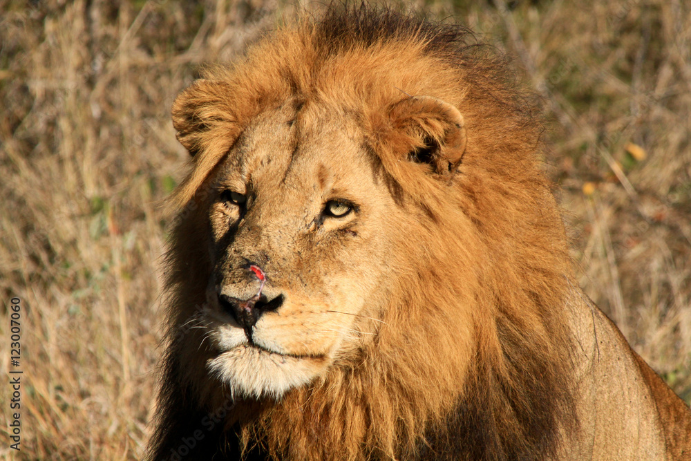 Fototapeta premium African Cats