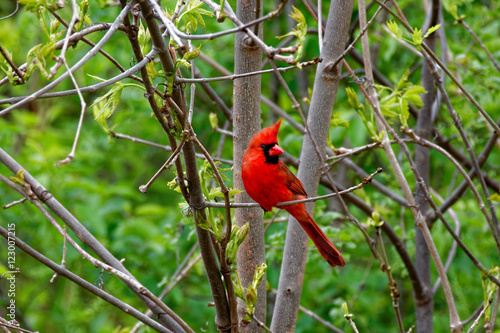 A male Northern Cardinal is perched on a branch. These vibrant birds contrast sharply with the surrounding foliage.
