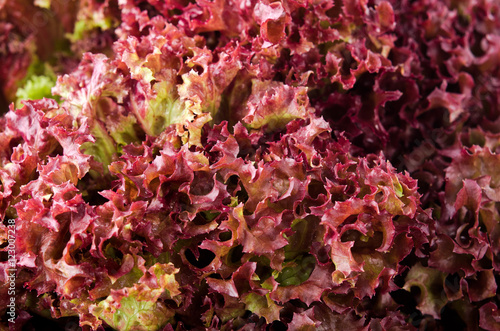 green and red lettuce salad, Lollo Rosso, for backround