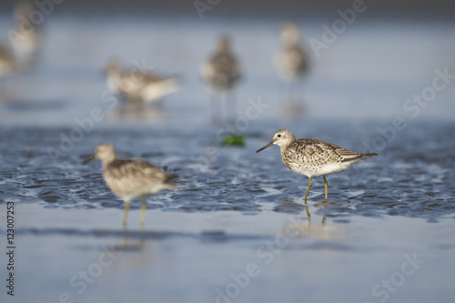              great knot 