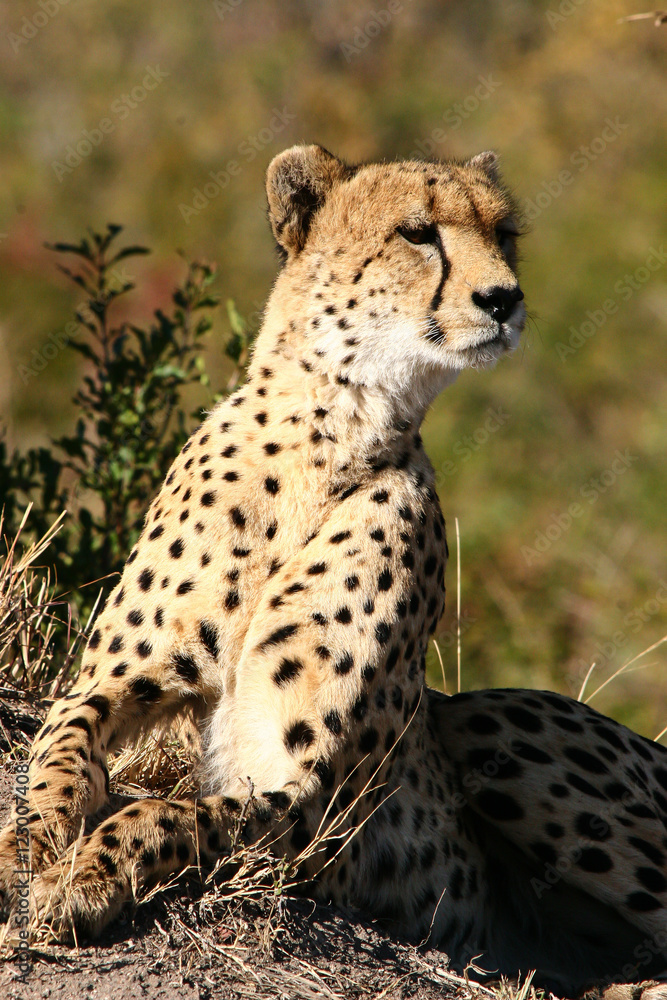 African Cats African Cats