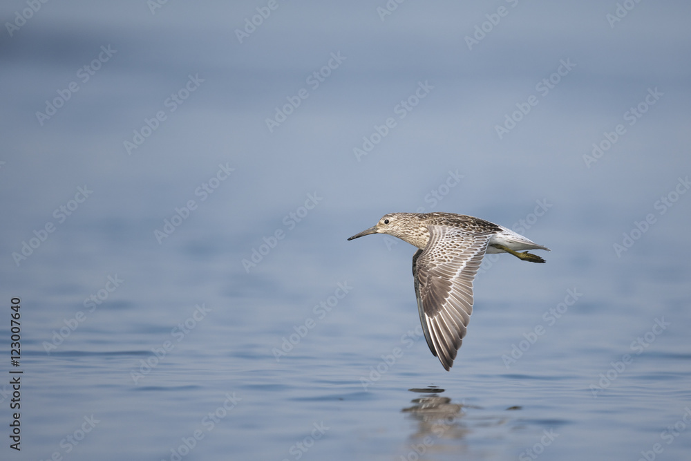 オバシギ飛翔(Great Knot) オバシギ飛翔(Great Knot)