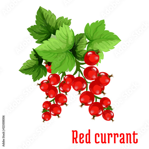 Red currant fruit cartoon icon