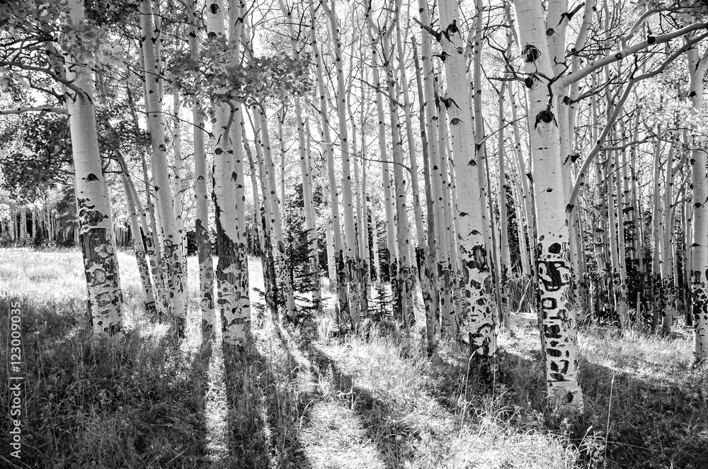 Naklejka premium Aspen trees in black and white