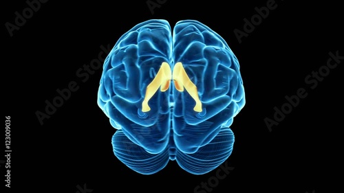 Lateral ventricle of the brain photo