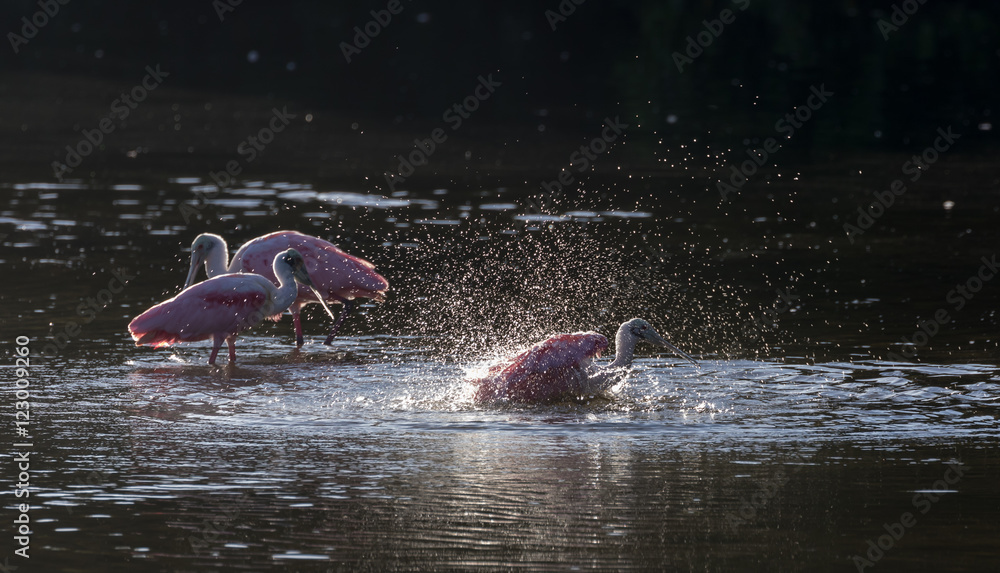 Fototapeta premium Roseate Spoonbills in the golden hour, J.N. ''Ding'' Darling Nat