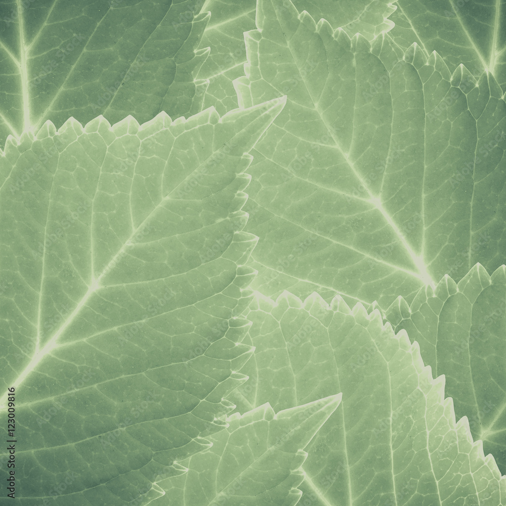 Obraz premium Vintage tone of Green leaves texture and background