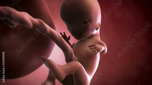 Human foetus, week 11 photo