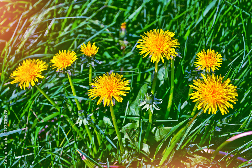 Fluffy dandelion flower against the background of the summer lan Fluffy dandelion flower against the background of the summer lan