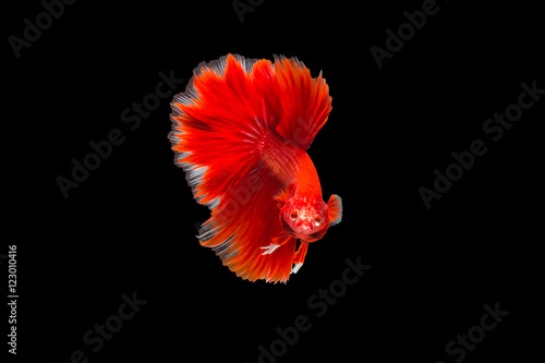 closeup red beautiful small siam betta fish with isolate background
