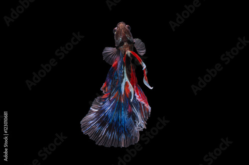 Betta fish (Half moon) or Siamese fighting fish on black background