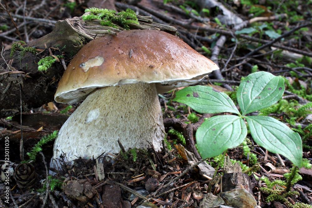 King Bolete Mushroom - Boletus edulis King Bolete Mushroom - Boletus edulis