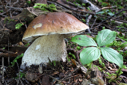 King Bolete Mushroom - Boletus edulis