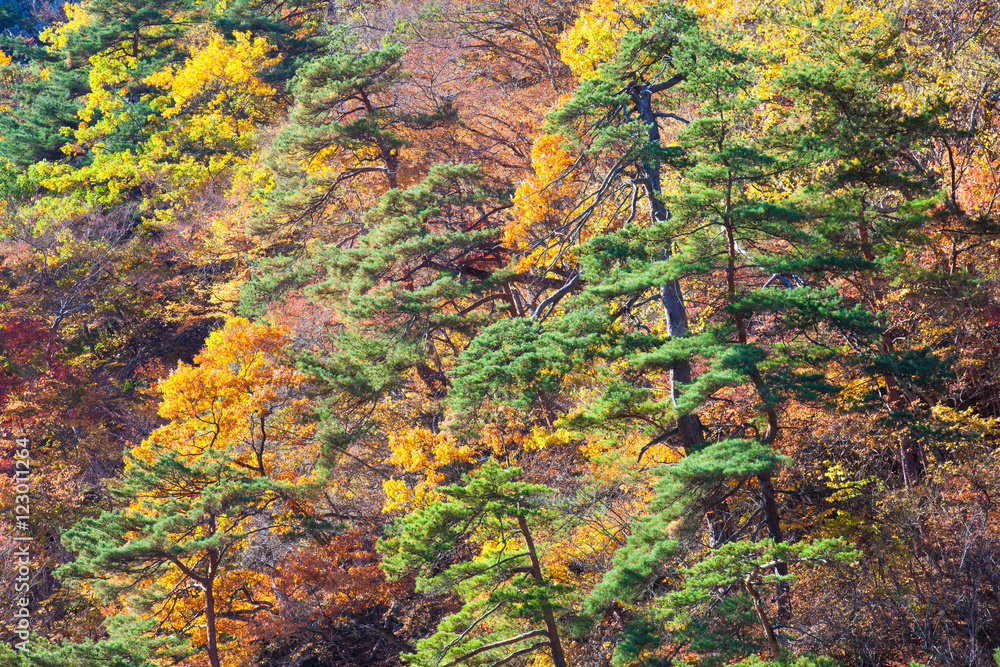 Autumn forest tree