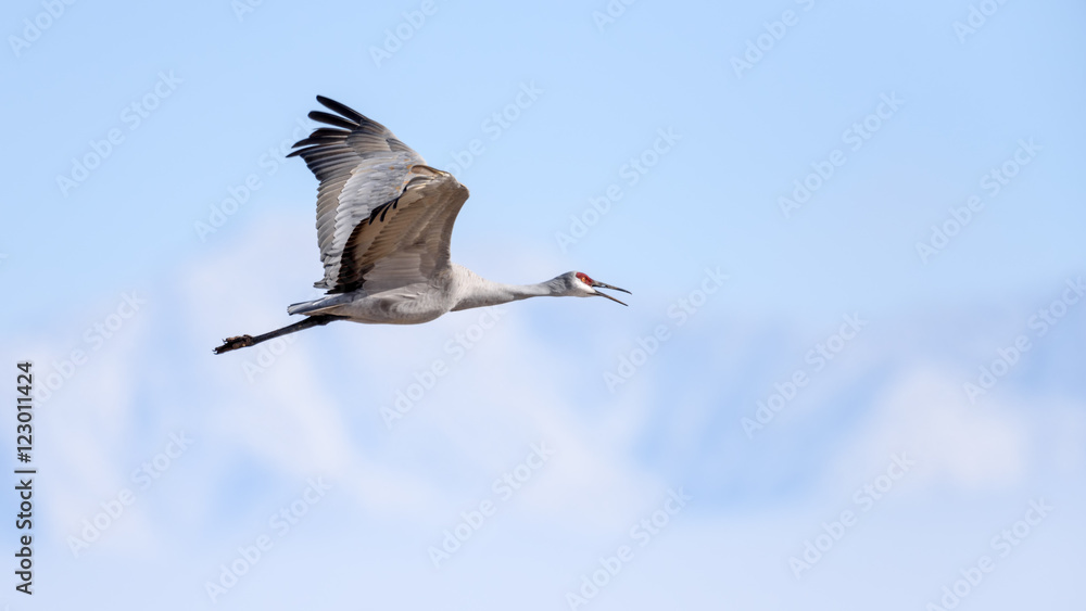 Fototapeta premium Sandhill Crane in flight