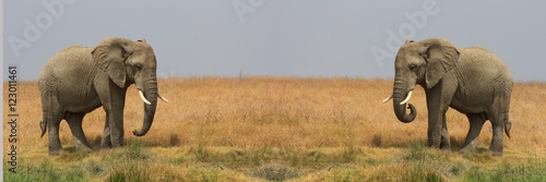 Elephants d afrique en Tanzanie  Serengeti