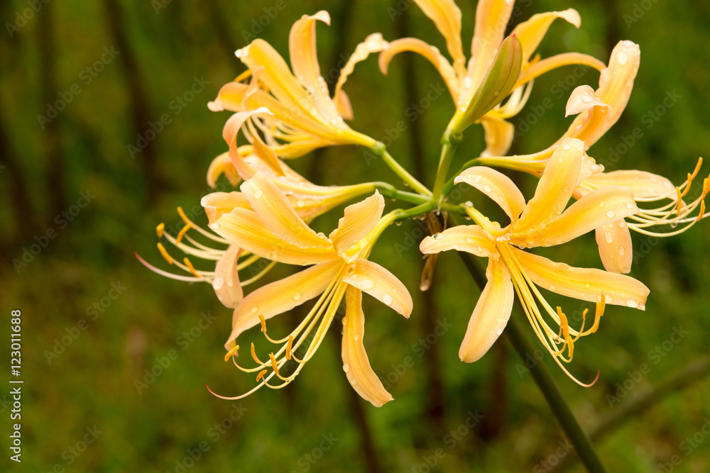 Fototapeta premium cluster amaryllis(yellow)