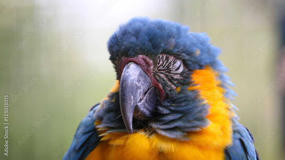 Obraz premium Sleeping Parrot