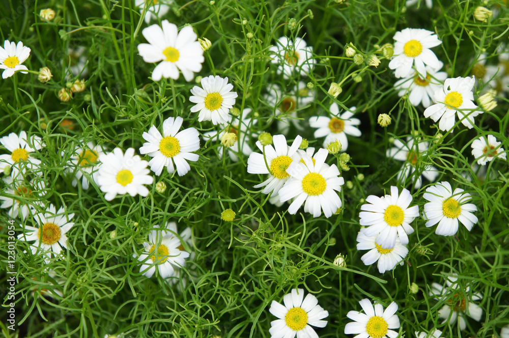 Fototapeta premium Chamomile flower field
