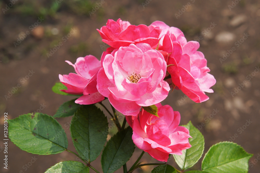 Bush of red roses in garden Bush of red roses in garden