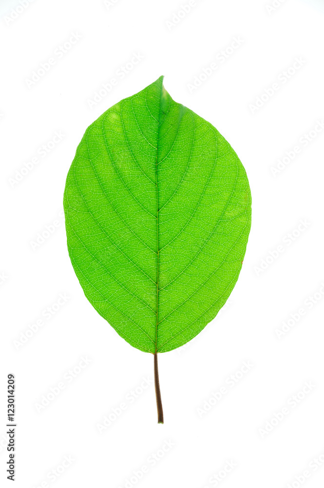 green leaves with leaf vein texture isolated on white background green leaves with leaf vein texture isolated on white background