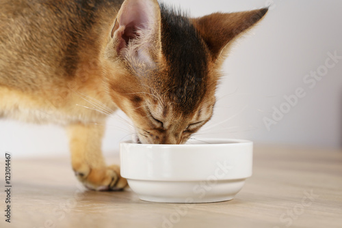 abyssinian kitten eat catfood from white bowl