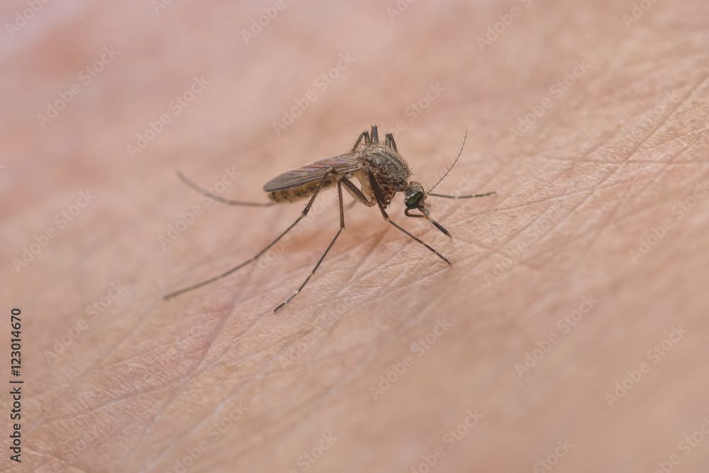 mosquito sucking blood on human skin ,Dengue fever virus, Zica virus aedes aegypti - Dengue, chikungunya fever, microcephaly mosquito sucking blood on human skin ,Dengue fever virus, Zica virus aedes aegypti - Dengue, chikungunya fever, microcephaly