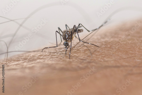 mosquito sucking blood on human skin ,Dengue fever virus, Zica virus aedes aegypti - Dengue, chikungunya fever, microcephaly © chamnan phanthong