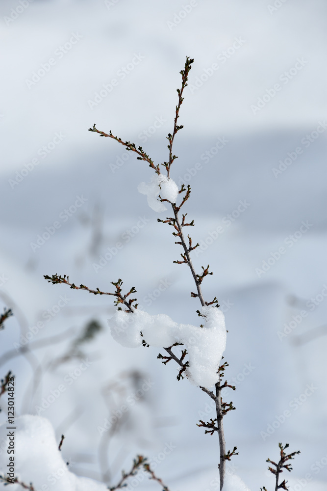 Obraz premium Spring fighting the snow