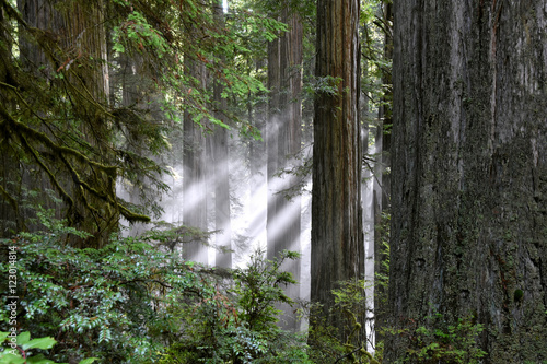 Sun peeking through redwood forest