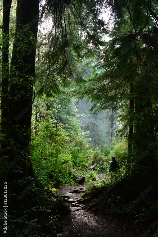 Fototapeta premium Hiking in Coastal Redwoods in Jedediah Smith State Park