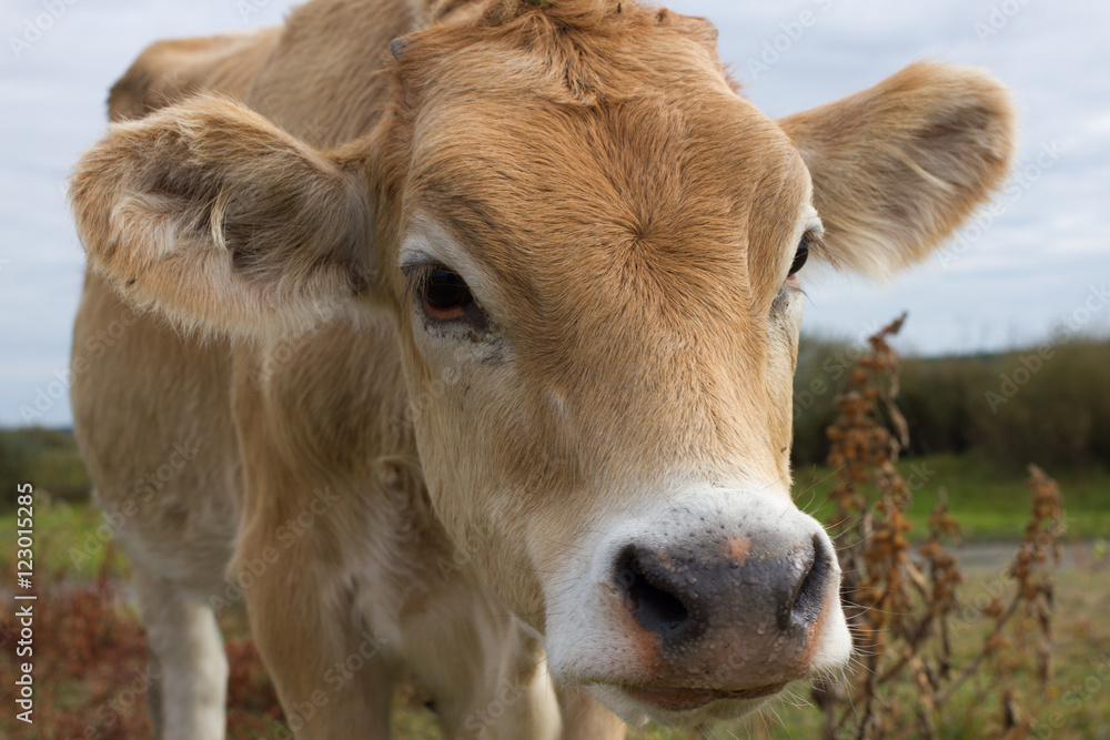 Young dairy cow head. Farm, agriculture in village Young dairy cow head. Farm, agriculture in village