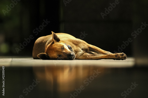 Authentic breed brown Thai dog sleeps under sunlight