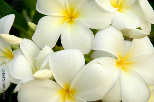 White petals of frangipani plumeria