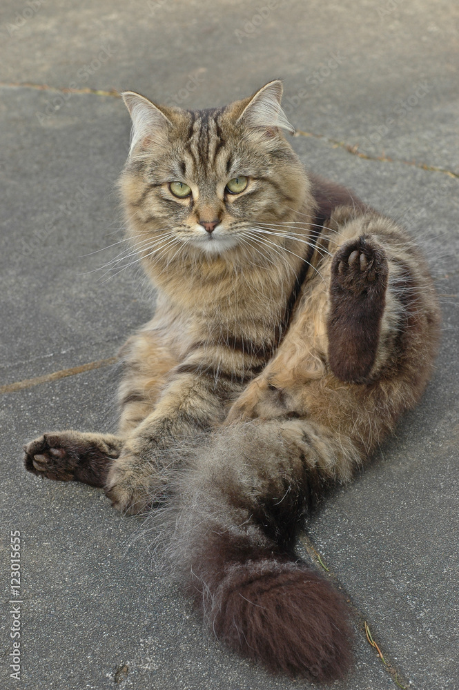 Adorable British long hair cat sitting Adorable British long hair cat sitting