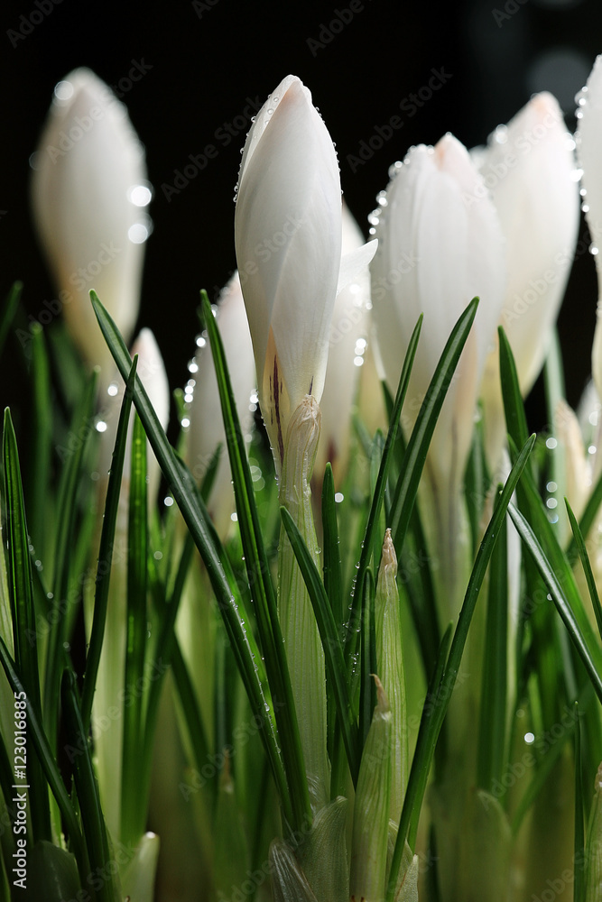 white crocus on a black background white crocus on a black background