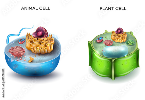 Animal Cell and Plant Cell structure, cross section detailed colorful anatomy.
