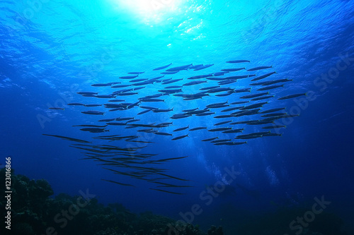 Photography jamb of sea fish
