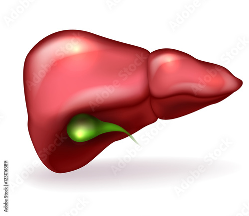 Liver and gallbladder detailed anatomy illustration on white background