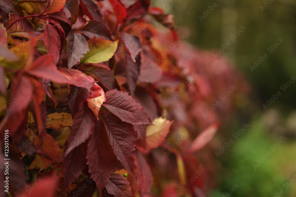 red leaves on green fence closeup photo red leaves on green fence closeup photo