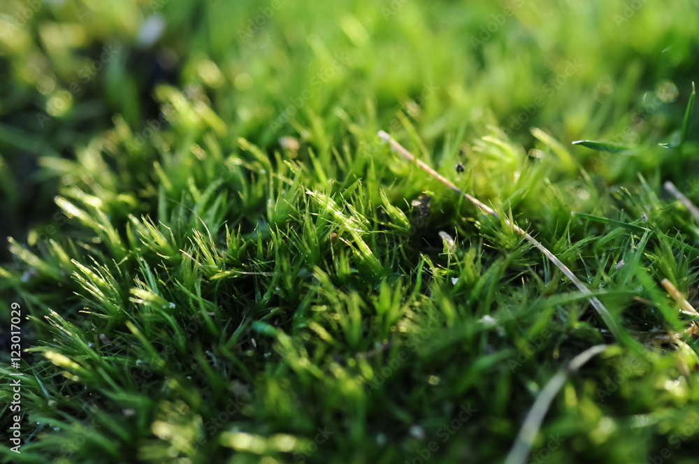 Meadow greeny grass in sunny morning Meadow greeny grass in sunny morning