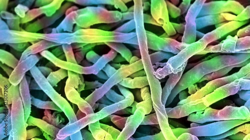 Streptomyces thermophilic bacteria, SEM photo