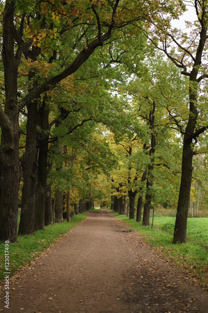 oak alley in park in early autumn oak alley in park in early autumn