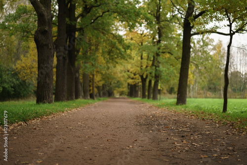 oak alley in park in early autumn