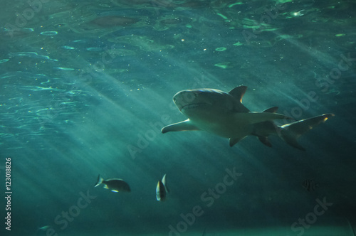 White shark swimming under the ocean