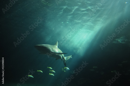 White shark flaoting in the deep ocean © eyeofpaul