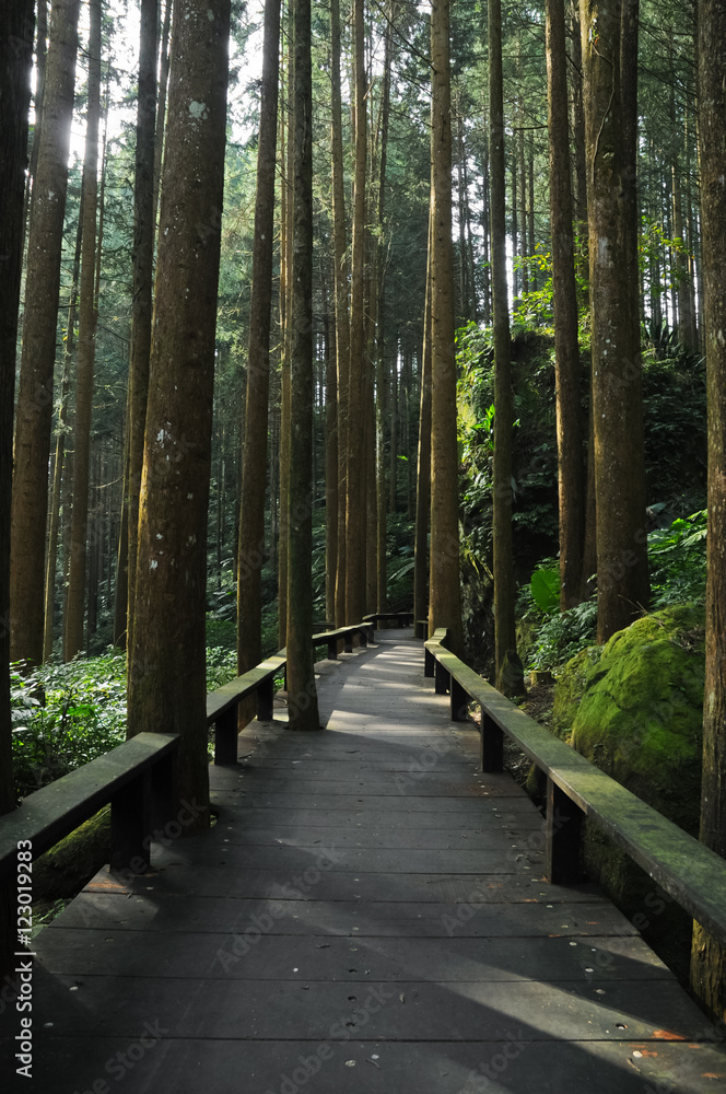 Fototapeta premium Pine trees forest with wooden walk way into deep forest