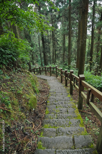old stair climbing steps in deep forest