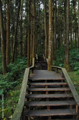 Wooden stair climbing steps in deep forest