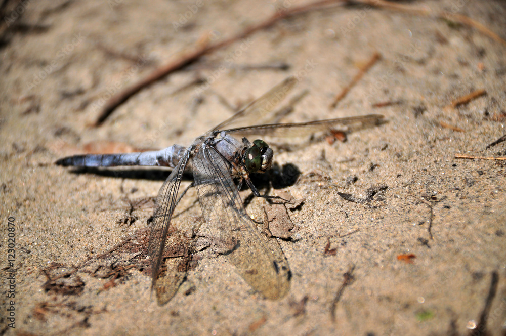Close up of Tiger dragonfly in the nature Close up of Tiger dragonfly in the nature